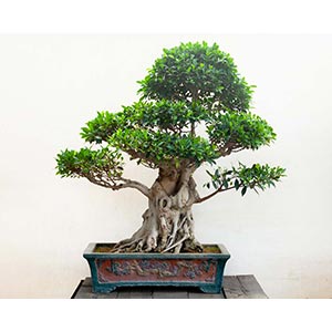 FICUS RETUSAClassic variety of ficus with ... 