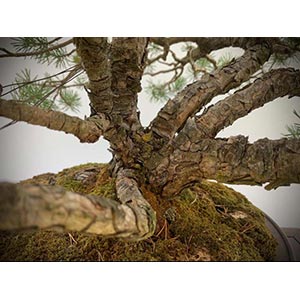 PINEStump pine which achieves the ... 
