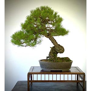 SCOTS PINEScots pine with an engraved trunk ... 