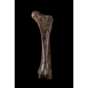 MAMMOTH FEMURWell preserved fossil femur of ... 
