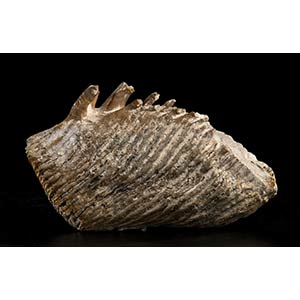 FOSSIL MAMMUTH TOOTH. Fossilized ... 