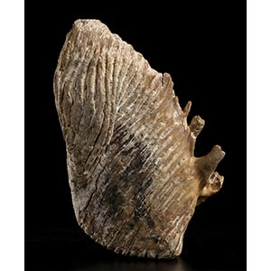 FOSSIL MAMMUTH TOOTH. Fossilized tooth of ... 