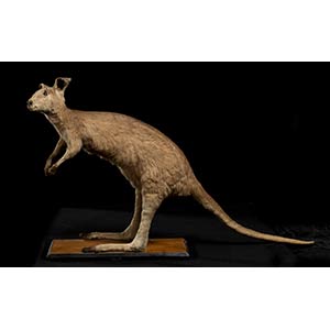WALLABY WHOLE IMBALSAMATO.  Taxidermized ... 