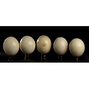OSTRICH EGGS. Five ostrich eggs (Struthio ... 