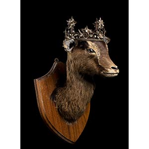 PATHOLOGICAL TAXIDERMY OF ARIES.  ... 