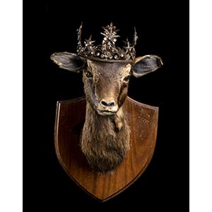 PATHOLOGICAL TAXIDERMY OF ARIES.  Taxidermy ... 