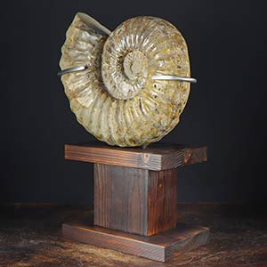 AMMONITE  Ammonite Douvilleiceras ... 