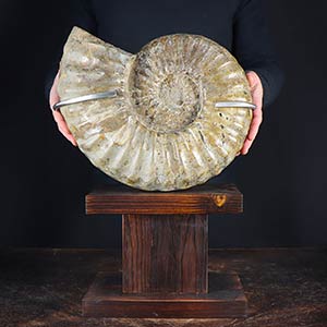 AMMONITE  Ammonite Douvilleiceras placed on ... 