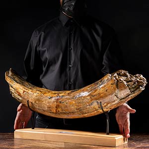 MAMMUTH TUSK  A very fascinating collectors ... 