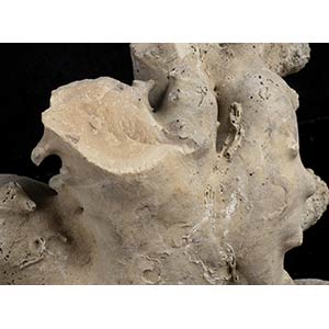 ca. 3725 gr of Rough white coral ... 