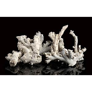 Ca. 40 kg of Rough white coral branchesbox ... 