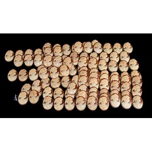105 sea shell cameos sardonica shell (cassis ... 