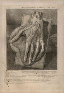 Antonio Cattani (1780 fl.)Muscoli della mano ... 