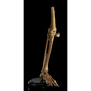 ANATOMICAL LEG MODELAuthentic anatomical leg ... 
