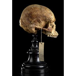 PAPUAN SKULLStudy skull of archaic ... 