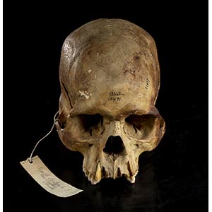 PAPUAN SKULLStudy skull of archaic ... 