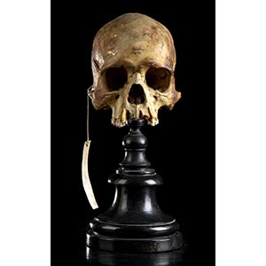 PAPUAN SKULLStudy skull of archaic man from ... 