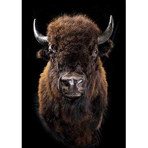 BISON HEADTaxidermy of a bison ... 