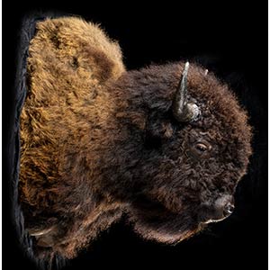 BISON HEADTaxidermy of a bison (Bison Bison) ... 