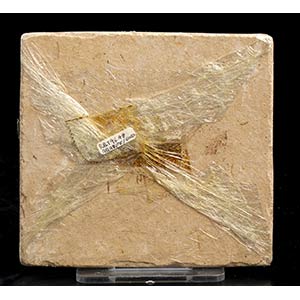 PLATE WITH FOSSIL INSECTFossil ... 