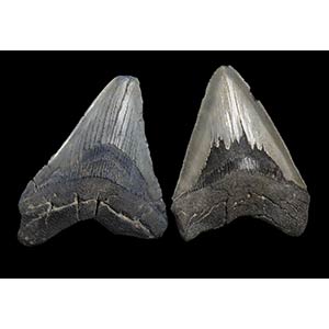 TWO TEETH OF MEGALODONTwo fossil megalodon ... 