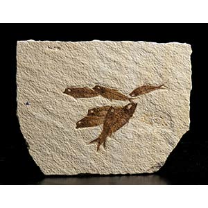 SLAB OF FOSSIL FISHFossil plate with some ... 