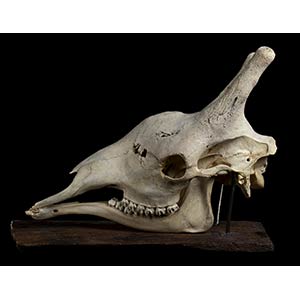 SKULL OF GIRAFFEAdult male giraffe skull of ... 
