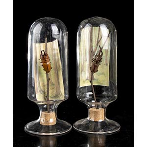 INSECT COLLECTION IN GLASS ... 