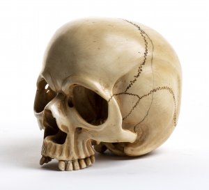 Japanese ivory Skull - Meiji period, ... 