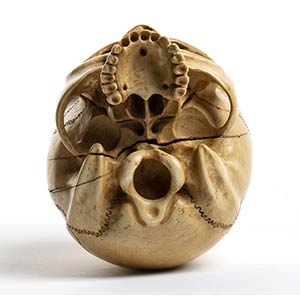 Japanese ivory Skull - Meiji ... 