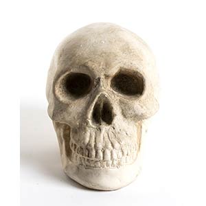 Continental ceramic skull - 20th ... 