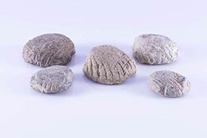 Group of 5 Roman votive Lead Shells, c. ... 