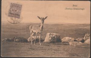 Cartolina viaggiata, Eritrea antilope. SPL